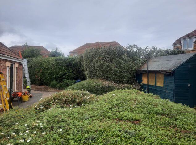 Hedge cutting newcastle upon tyne