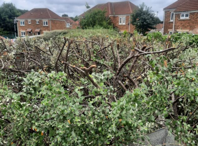 Hedge cutting newcastle upon tyne