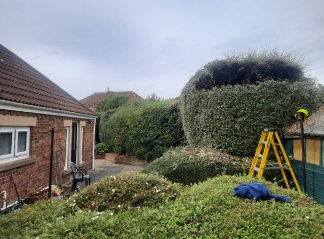 Hedge cutting newcastle upon tyne