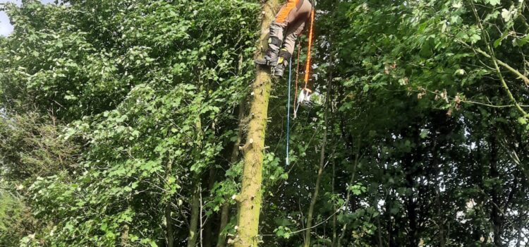 tree Surgery Newcastle upon tyne